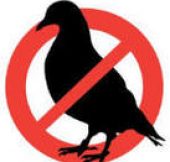 allontanamento-volatili_1